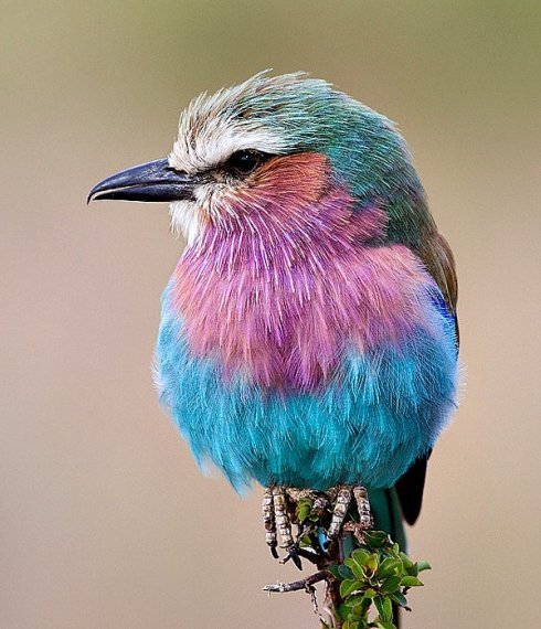 Natur Und Umwelt German China Org Cn Die Schonsten Vogel Der Welt