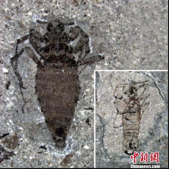 Fossils of giant Jurassic-era fleas found in China