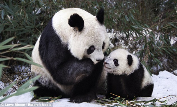 Bilder German China Org Cn Susse Fotos Von Tierbabys Mit Ihren Muttertieren