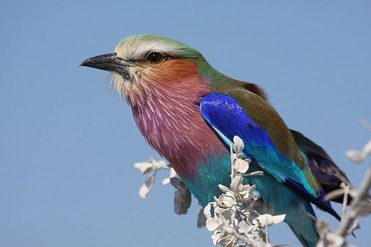 Natur Und Umwelt German China Org Cn Bunte Vogel Aus Aller Welt