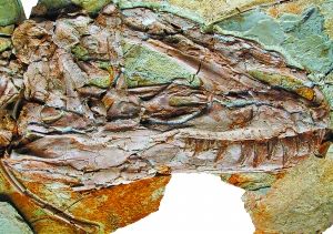 我国发现体型最大带羽毛恐龙化石