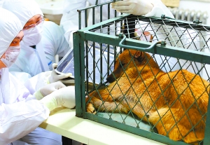 Ein streuender Hund, der während des Wochenendes 30 Bewohner von Beijing gebissen hatte, konnte gefangen werden. Er wurde wegen Verdachts auf Tollwut für weitere Tests der städtischen Landwirtschaftsverwaltung überwiesen.