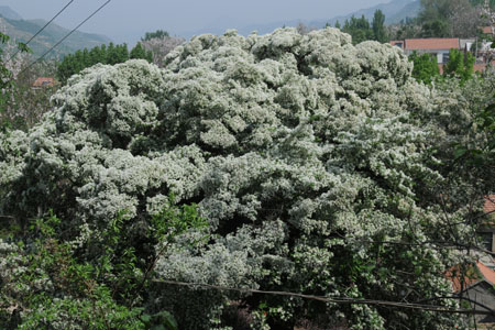 In den vergangen Tagen stand der Chinesische Schneebaum im Dorf Tuquan in der Stadt Zibo (Provinz Shandong, Ostchina) in Blüte. Die weißen Blumen haben zehntausende Besucher angezogen.