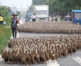 Der Besitzer der Enten, Herr Hong, begleitet seine 'Entenarmee' zum Teich. Dabei müssen sie einige gefährliche Straßen überqueren. In den vergangenen sechs Monaten hatte die watschelnde Armee des Herrn Hong dabei aber glücklicherweise keine Verluste zu beklagen.