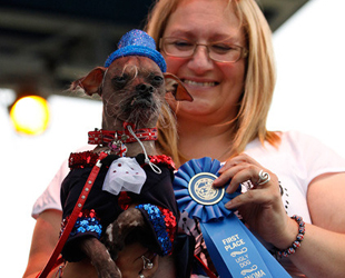 Der achtjährige 'Mugly' setzte sich beim '24. World Ugliest Dog Contest' in Kalifornien gegen mehr als zwei Dutzend Mitwettbewerber durch und holte den Preis als 'hässlichster Hund'.