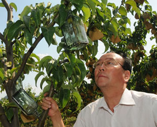 Seit 2006 baut Jia Yuliang, Parteisekretär des Dorfs Xiangquan in der Stadt Zibo, in seinem 15 Hektar großen Obstgarten sogenannte 'Musikbirnen' an. Diese werden aus den Goldbirnen veredelt und realisieren dadurch ein Produktionswachstum von mehr als 20 Prozent.
