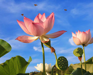 Zurzeit blühen die Lotusblumen in der 'Heimat der Lotosblüten Chinas', der Gemeinde Gexiang des Kreises Guangchang in der Provinz Jiangsi. In den alten chinesischen Gedichten stehen Lotosblumen oft für Jungfrauen und symbolisieren deswegen Reinheit und Schönheit.