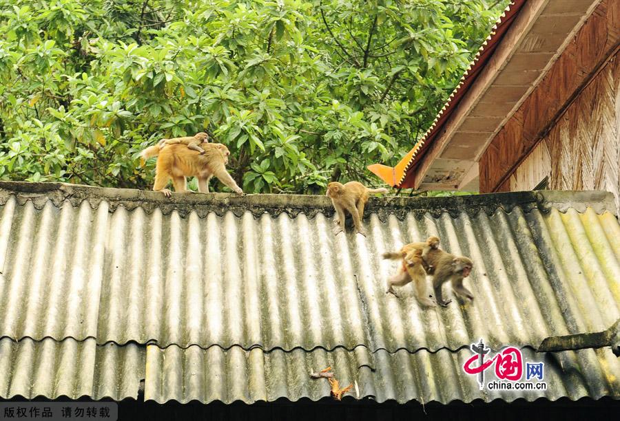 Reise Cn Regenwald Von Gougu In Xishuangbanna 