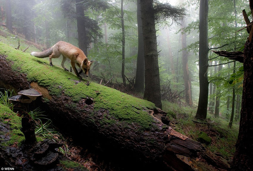 Bilder German China Org Cn Faszinierende Schonheit Der Natur Pramierte Naturfotografie