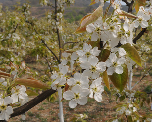 Birnenblumen im Ezhuang-Waldpark blühen