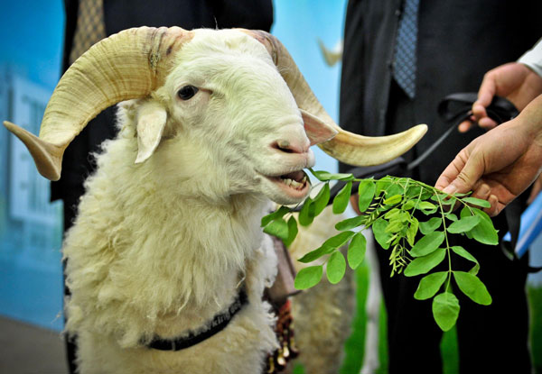 über Ein Jahr Alter Kastrierter Schafbock Natur und Umwelt - german.china.org.cn - Schafbock mit künstlich Herz