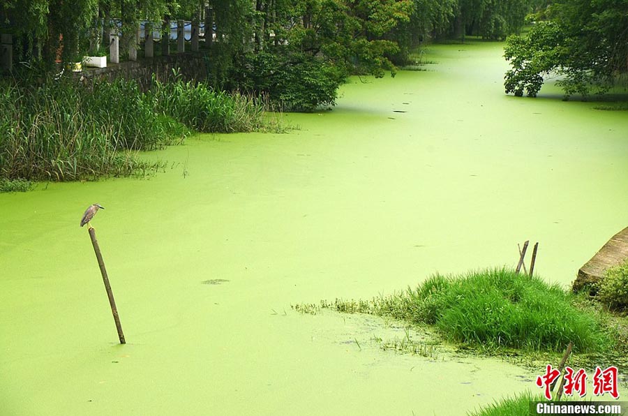Natur und Umwelt - german.china.org.cn - Ostchina: Rasant wachsender