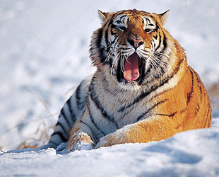 Am vergangenen Samstag wurden Fußabdrücke von Tigern in der nordostchinesischen Provinz Jilin gefunden. Am Montag bestätigten Experten, dass sie von einem Muttertier und ihrem Jungen stammen.