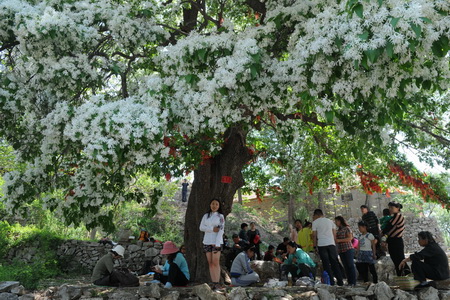 Derzeit öffnen sich die Blüten des chinesischen Schneebaums im Ezhuang National Forest Park. Der Duft der Blüten liegt in der Luft.