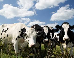 Chinesische Milchindustrie: Mengniu übernimmt Yashili