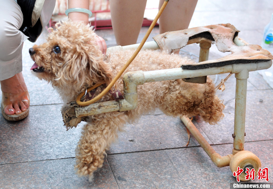 China Südchina Behinderter Hund dank Rollstuhl