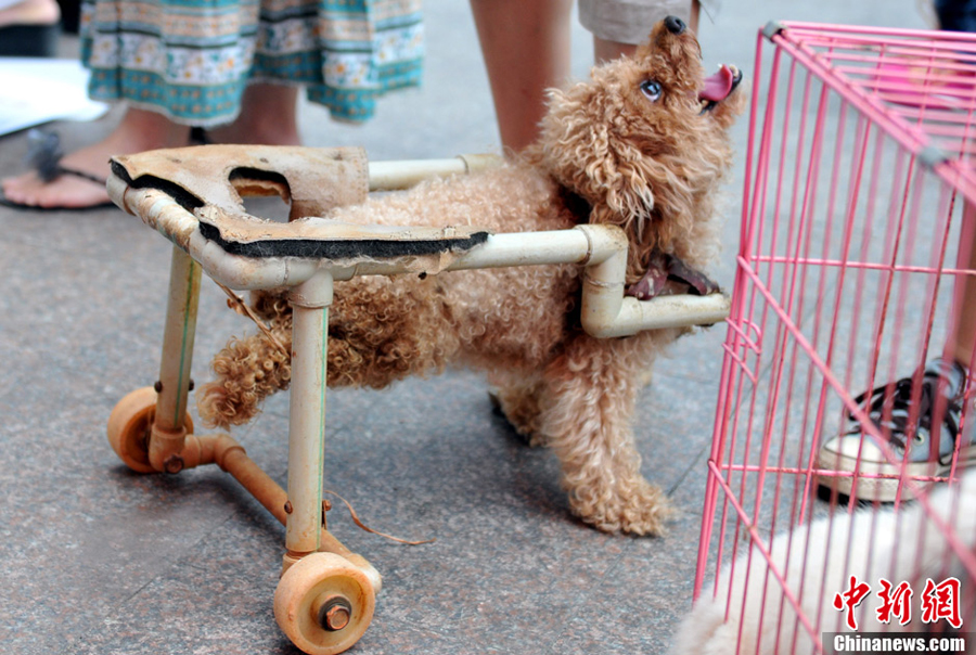 China Südchina Behinderter Hund dank Rollstuhl