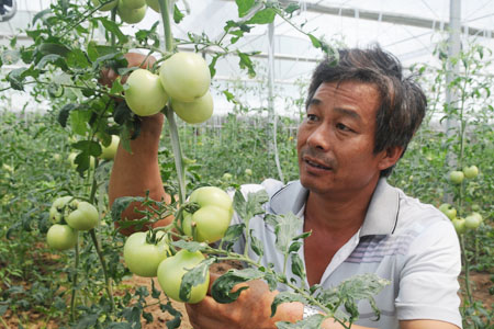 Nach einem Probelauf wurde das 4000 Quadratmeter große, smarte Treibhaus der Changjin-Genossenschaft für Gemüseanbau im Bezirk Zichuan der Stadt Zibo am 14. August offiziell in Betrieb genommen.