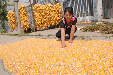 Die 14.267 Hektar Mais im Bezirk Sichuan der Stadt Zibo (Provinz Shandong, Ostchina) sind nun reif geworden. Die Bauern beschäftigen sich zurzeit mit der Ernte von Mais.