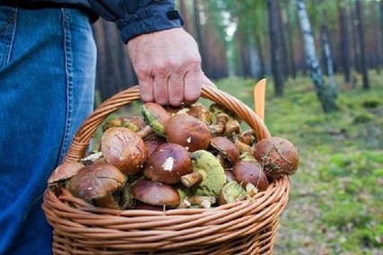  Gierige Sammelwut: In einigen Waldgebieten soll es derzeit von Pilzdieben wimmeln, die Steinpilze, Pfifferlinge und Co. dann auf Märkten und Restaurants verkaufen  