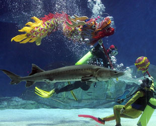Taucher führen im Beijing Aquarium eine Unterwasser-Show zur Feier des chinesischen Frühlingsfests auf.