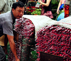 Mit dem Näherrücken des Qixi-Festes bzw. des chinesischen Valentinstags, das am kommenden Samstag stattfindet, floriert auch der Linnan-Blumenmarkt in Guangzhou, der Hauptstadt der südchinesischen Provinz Guangdong. Vor allem hat der Verkauf von Rosen stark zugenommen.