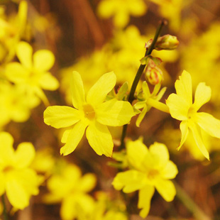 Anfang März hat der Winterjasmin im Jahrhundert-Park in Qingdao in voller Blüte zu stehen, was den Beginn des Frühlings markiert.