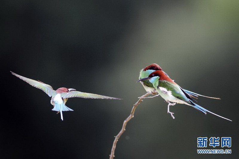 Natur Und Umwelt German China Org Cn Bienenfresser Schonste Vogel Ziehen Zum Poyang See