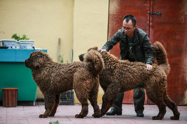 Besuch des Tibetdoggen-Zuchtzentrums in Lhasa