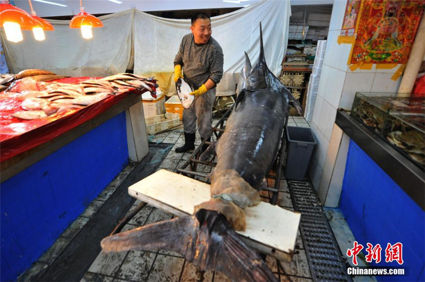 Neuer Rekord: Fischer fängt 345-Kilo-Schwertfisch