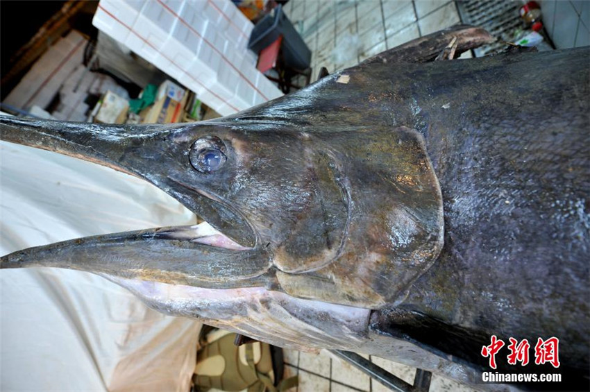 Neuer Rekord: Fischer fängt 345-Kilo-Schwertfisch