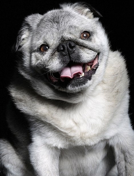 der hässlichste Hund der Welt 