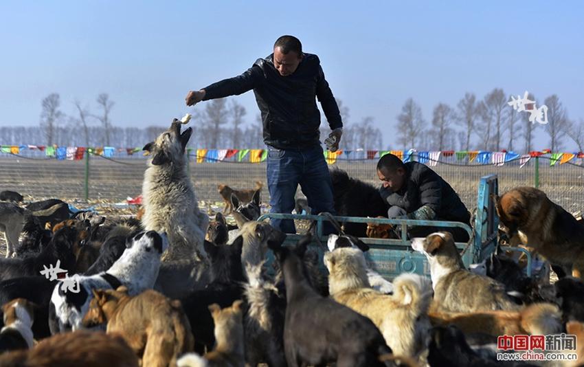 Ein Beschützer heimatloser Hunde in