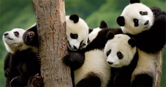 Darum Haben Sich Grosse Pandas Und Rote Pandas Zu Bambusfressern Entwickelt China Org Cn