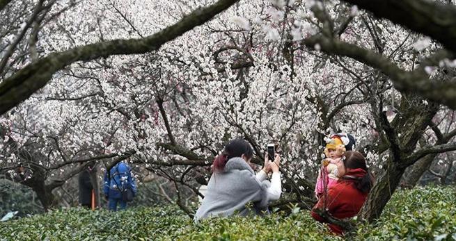 Internationales Pflaumenblütenfest 2017 in Ostchina er?ffnet