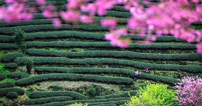 Fujian: Kirschblumen blühen im grünen Teegarten