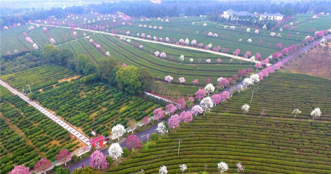 Aus der Vogelperspektive: Teegarten mit farbigen Blumen als Verzierung