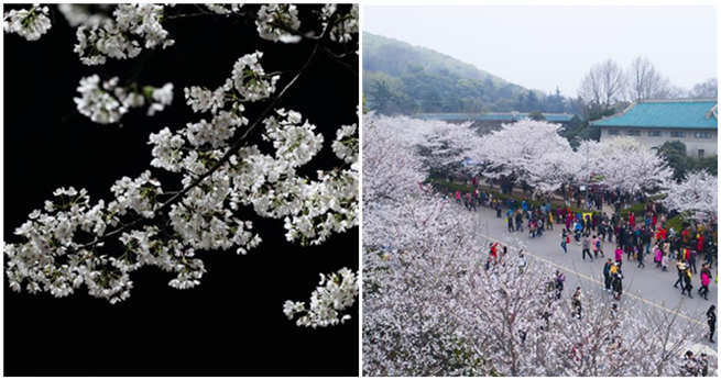 Wuhan: Kirschblüten verwandeln Uni in Touristenattraktion