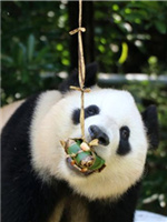Riesenpanda schlemmt Zongzi in Zoo in Yangzhou