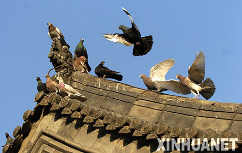 鸽子在平遥古城“县衙”屋脊上嬉戏（11月27日摄）。 