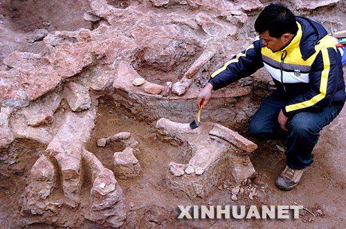 12月20日，工作人员清理恐龙化石。 今年11月下旬，考古人员在河南汝阳县刘店乡洪岭发现一具比较完整的恐龙化石。目前发掘出地面的恐龙脊背以及7节颈椎长6米，剩余的头部和尾部化石仍在发掘中。