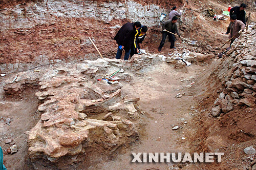 12月20日，工作人员清理恐龙化石。 今年11月下旬，考古人员在河南汝阳县刘店乡洪岭发现一具比较完整的恐龙化石。目前发掘出地面的恐龙脊背以及7节颈椎长6米，剩余的头部和尾部化石仍在发掘中。