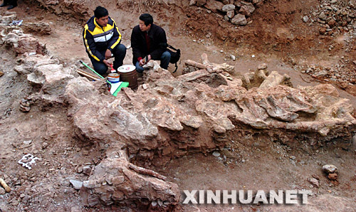 12月20日，工作人员清理恐龙化石。 今年11月下旬，考古人员在河南汝阳县刘店乡洪岭发现一具比较完整的恐龙化石。目前发掘出地面的恐龙脊背以及7节颈椎长6米，剩余的头部和尾部化石仍在发掘中。 