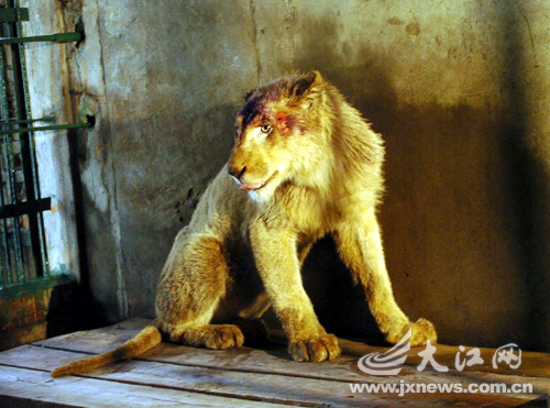 世界に30頭 南昌動物園にホワイトライオン到着_China.org.cn