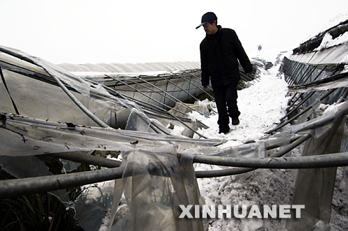 1月22日，安徽省舒城县双丰农业科技示范园的一名工人在查看被大雪压塌的大棚。新华社记者 李健 摄