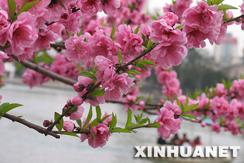 福州西湖边盛开的桃花（3月16日摄）。     连日来，福州气温回升，春光明媚，西湖岸堤上桃花怒放，游人如织。