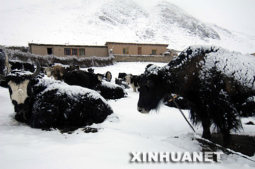 四川甘孜藏族自治州石渠县阿日扎乡的牦牛身上落满了雪（4月14日摄）。 4月12日至14日，四川甘孜藏族自治州石渠县出现连续降雪，积雪深度5厘米。2008年1月到4月初，石渠县已连续出现4次大雪和1次暴雪天气。