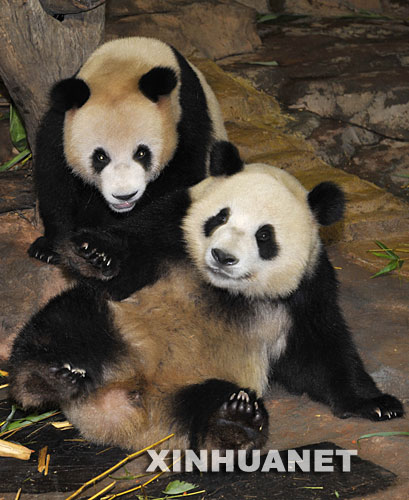 6月30日，来自四川的大熊猫在广州香江野生动物世界中华国宝区玩耍。6月26日被转移到广州的5只来自四川地震灾区的大熊猫“仙女”“耀耀”“丽丽”“婷婷”和“白杨”，目前在广州香江野生动物世界工作人员的悉心照料下，正逐步适应在广州新家的生活。 新华社记者 刘大伟 摄 