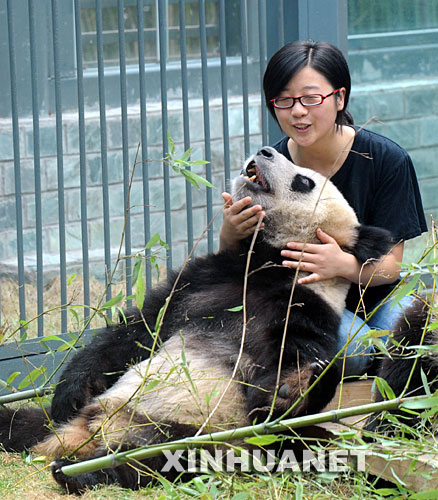  7月29日，工作人员和“奥运熊猫”嬉戏。来自卧龙的8只“奥运熊猫”自6月5日亮相以来，北京动物园熊猫馆已经陆续接待100余万游客。 新华社记者 李文 摄 