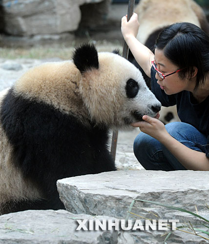 7月29日，工作人员和“奥运熊猫”嬉戏。来自卧龙的8只“奥运熊猫”自6月5日亮相以来，北京动物园熊猫馆已经陆续接待100余万游客。 新华社记者 李文 摄 
